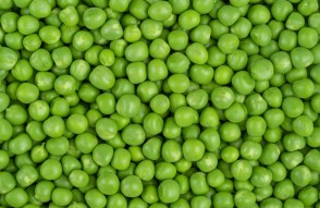 Green Peas Mandi Bhav Today in Hindi: उत्तर प्रदेश और महाराष्ट्र में हरे मटर का मंडी भाव आज का (13 फ़रवरी 2024)
